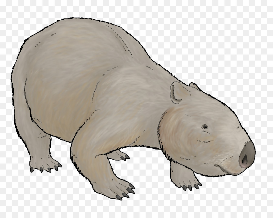 Wombat，Phascolonus PNG