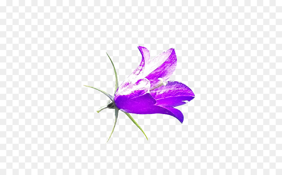 çançiçeği，çiçek PNG