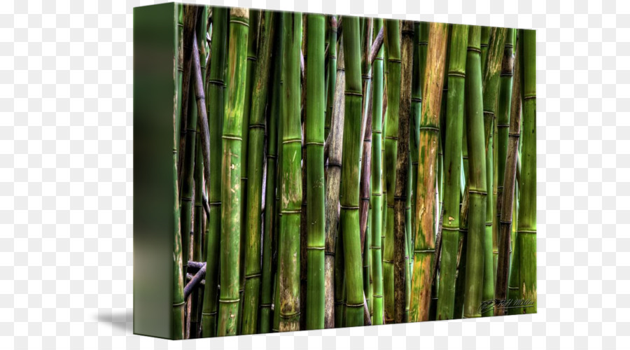 Tropikal Odunsu Bambular，Kamera Lensi PNG