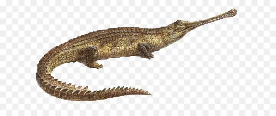 Velociraptor，Ganj Timsahı öldü PNG