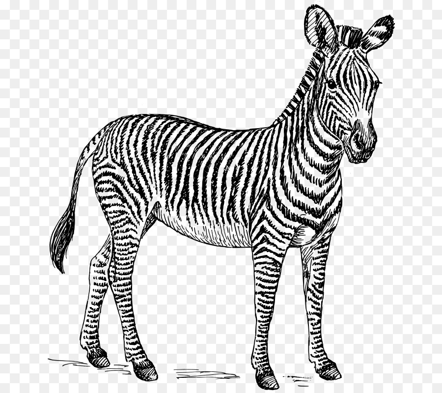 Zebra，çizgili PNG