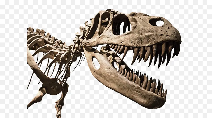 Alan Istasyonu Dinozorlar，Fosil PNG