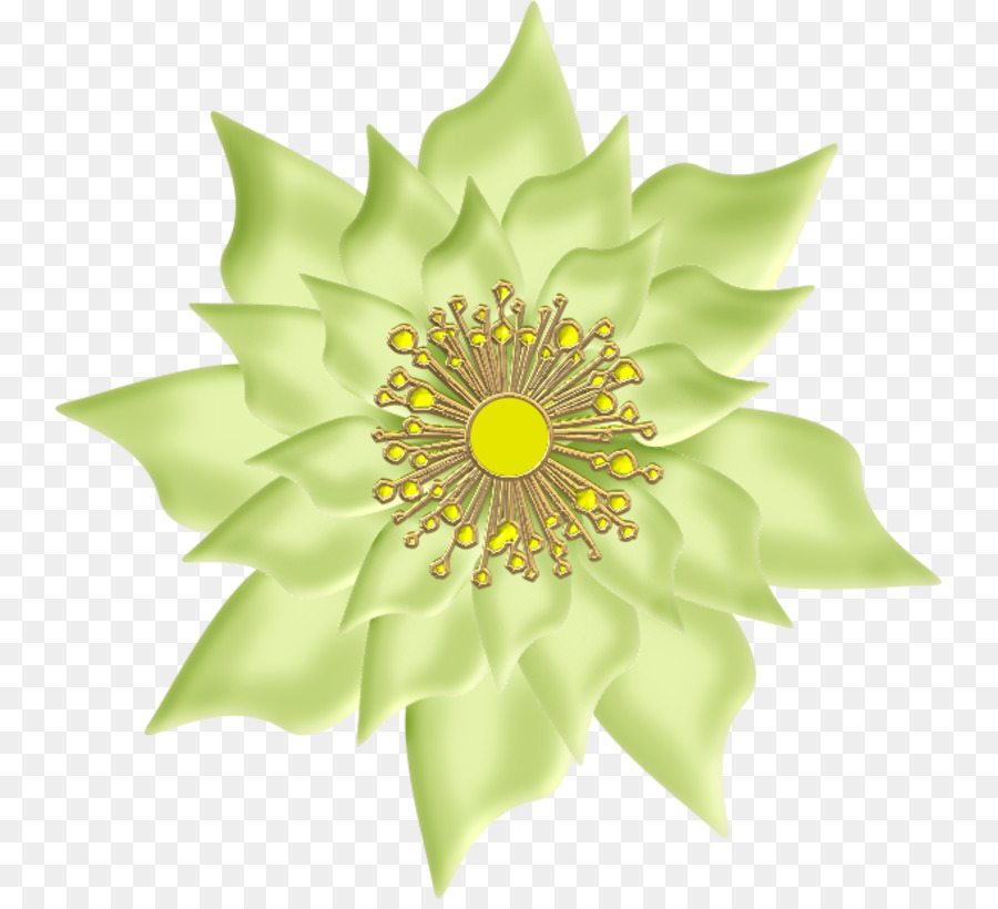 Simetri，çiçekli Bitki PNG