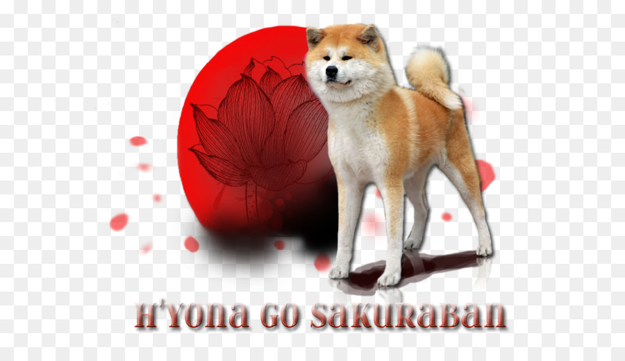 Köpek Ve Lotus，Shiba Inu PNG