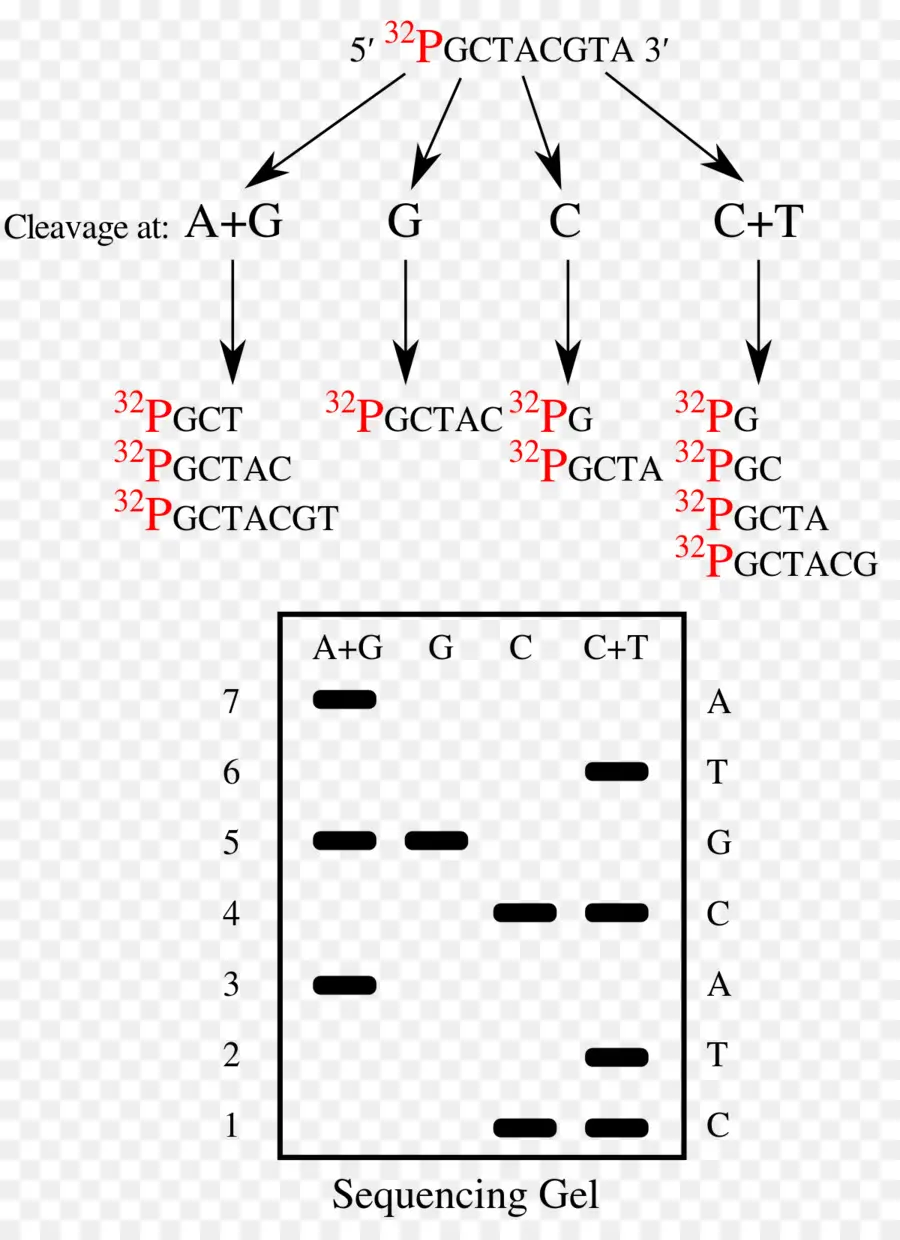 Sıralama Jeli，Dna PNG