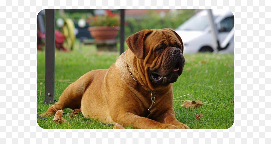 O Iyi Oluyor，Olde İngilizce Bulldogge PNG