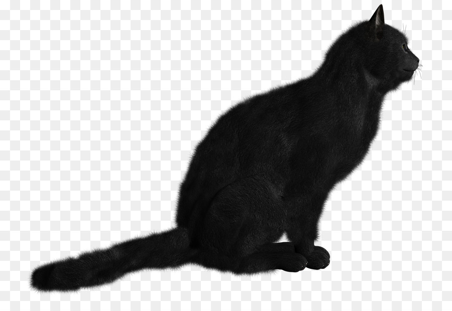Kara Kedi，Kedi PNG