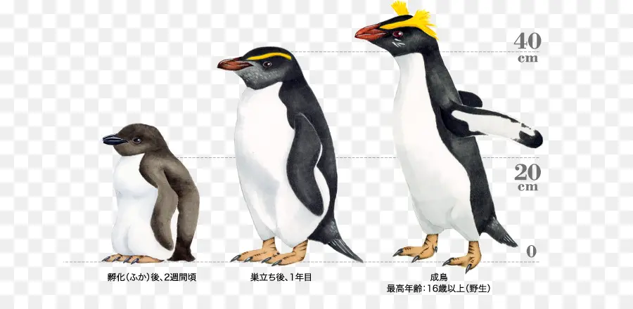 Penguenler，Kuşlar PNG