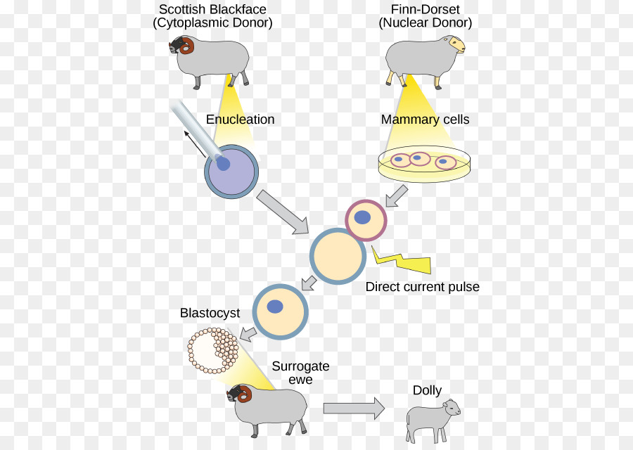 Klonlama Ve Genetik Mühendisliği，Dolly PNG