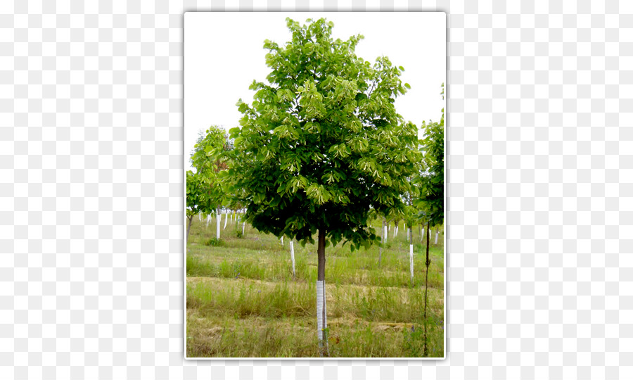 Tilia Cordata，Meşe PNG