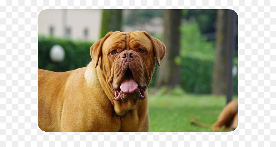 Dogue De Bordeaux，Köpek ırkı PNG