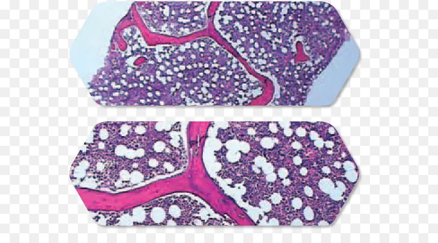 Kemik İliği，Histoloji PNG
