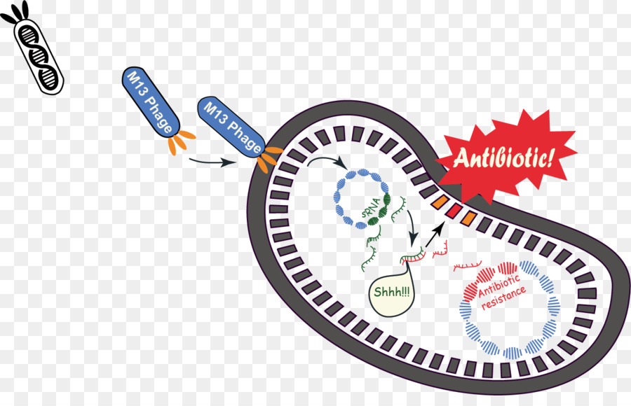 Antibiyotik Mekanizması，Bakteri PNG