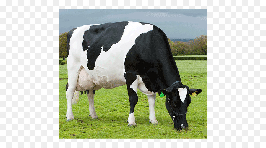Süt Sığırları，Sığır PNG