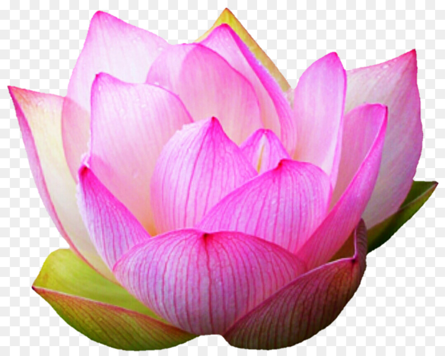 Pembe Lotus，Çiçek Açmak PNG