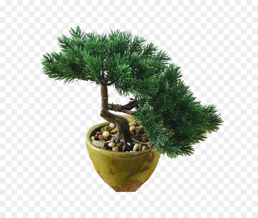 Bonsai Ağacı，Saksı PNG