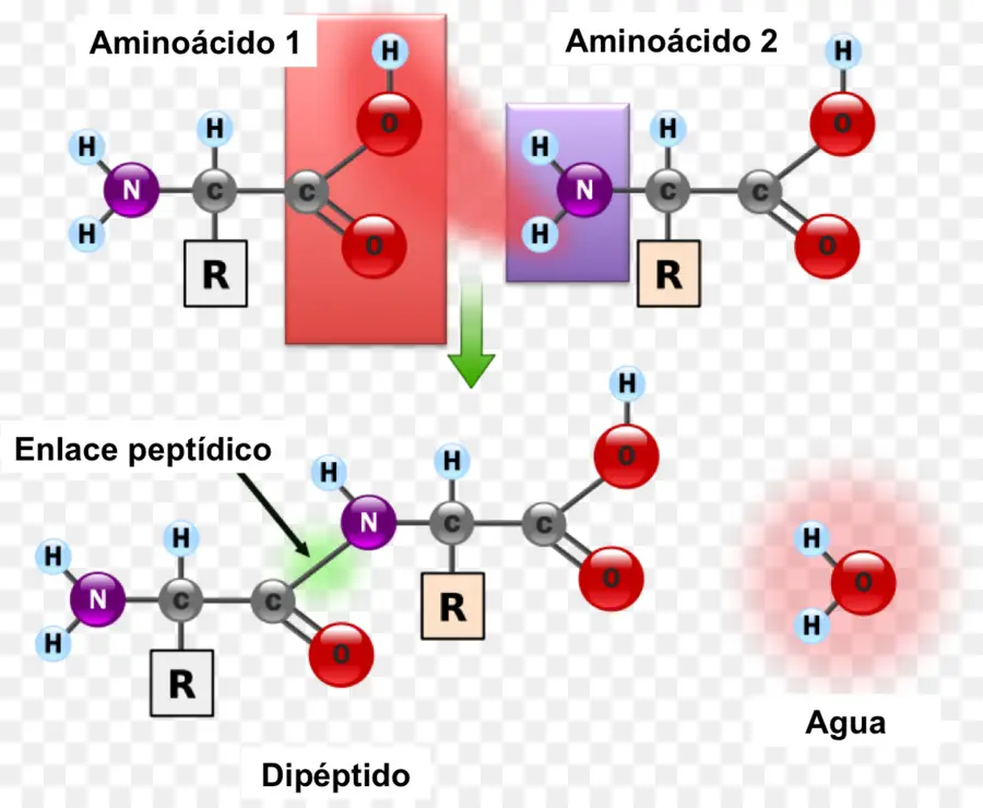 Peptid Bağı，Peptit PNG