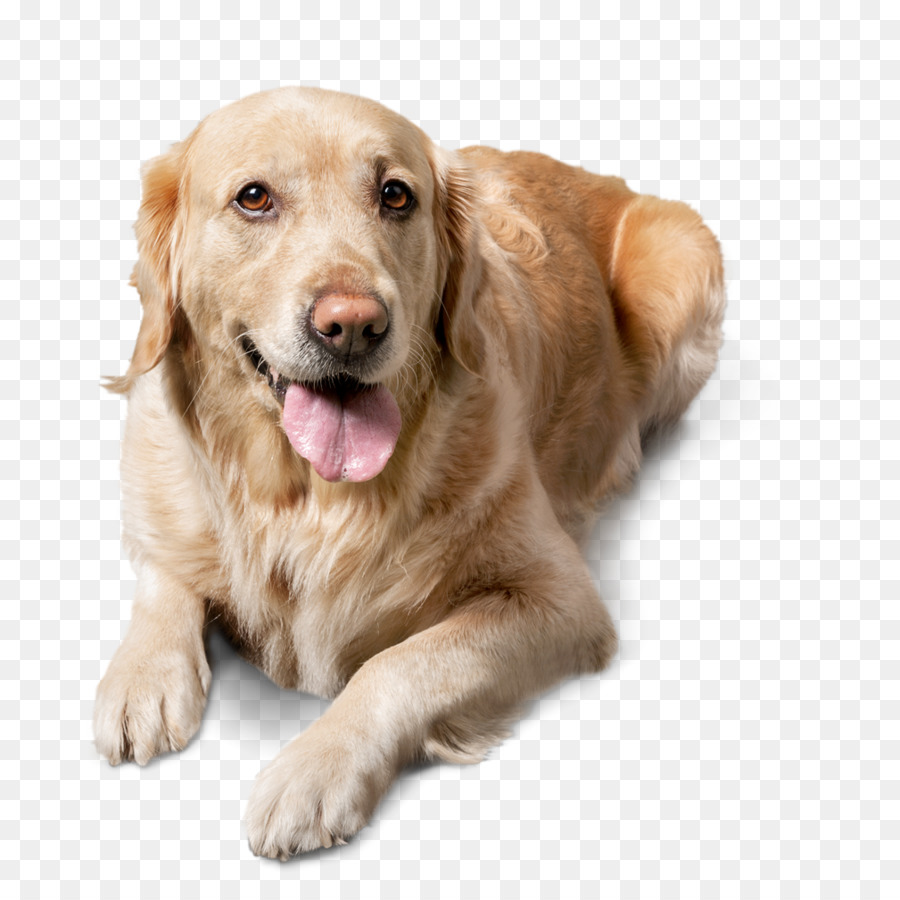 Köpek，Beyaz PNG