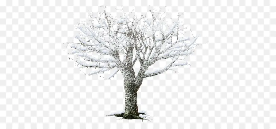 Beyaz，Ağaç PNG
