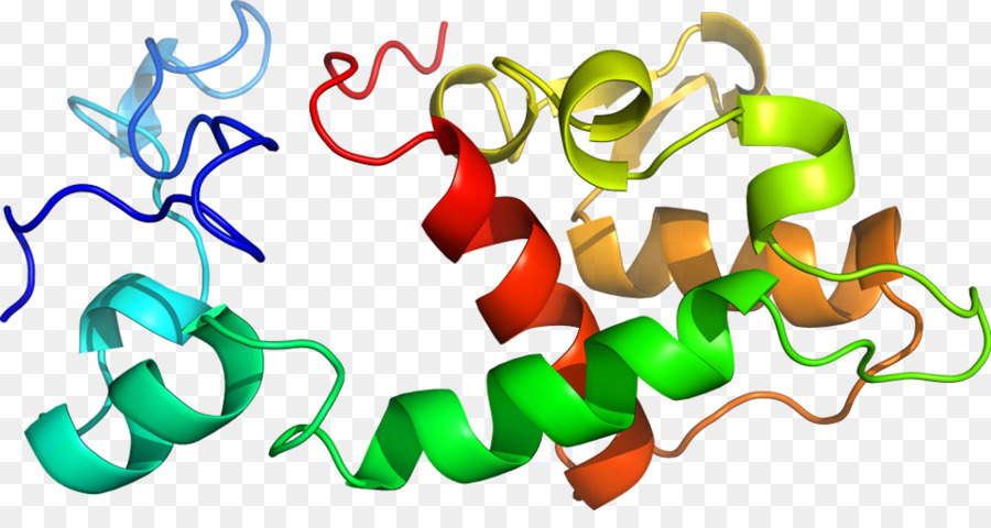 Protein Sarmalı，Molekül PNG