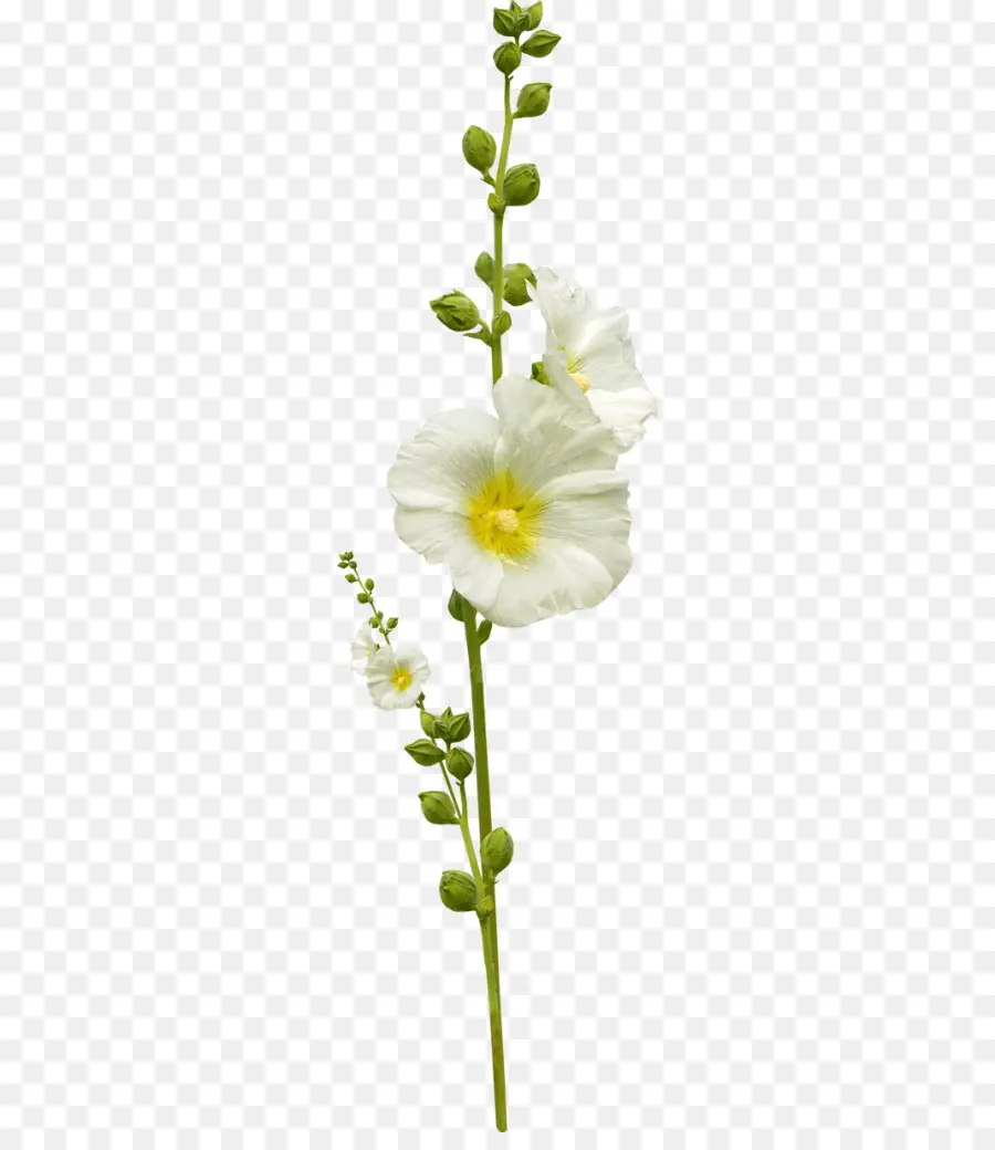 çiçek，Yaprak PNG