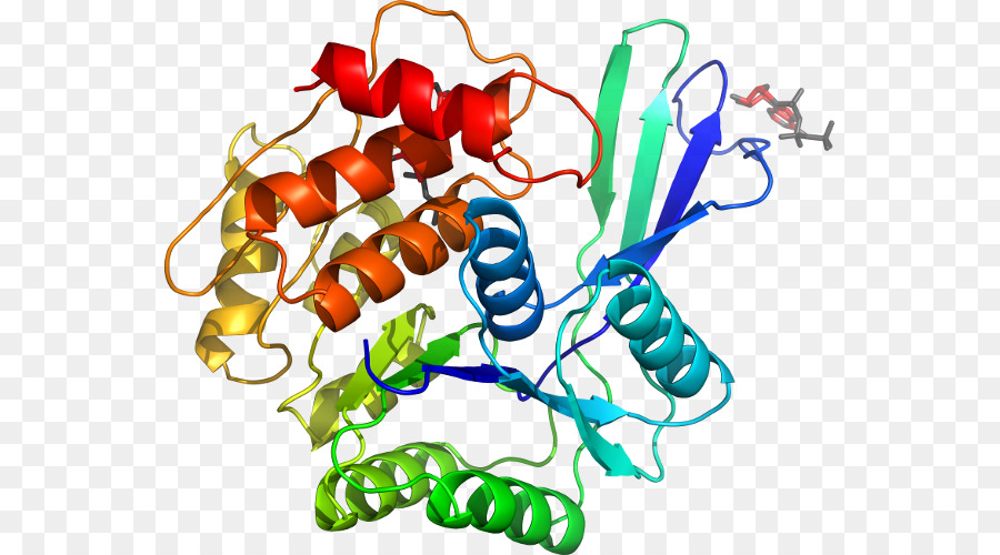 Protein Yapısı，Molekül PNG