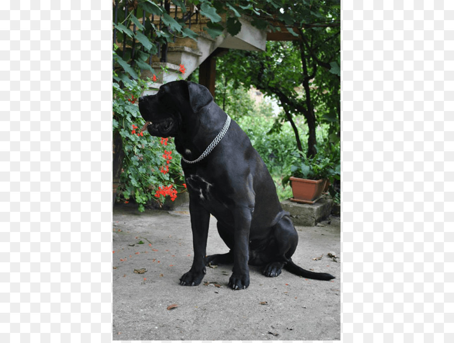 Labrador Retriever，Patterdale Terrier PNG