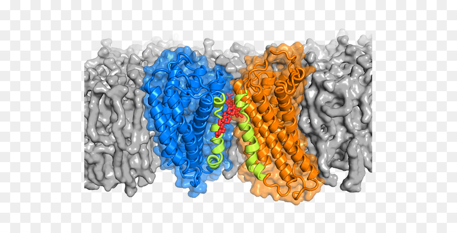 G Reseptör Proteincoupled，Reseptör PNG