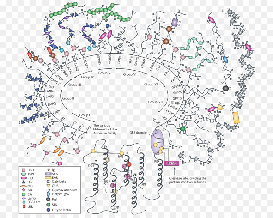 G Reseptör Proteincoupled，G Protein PNG