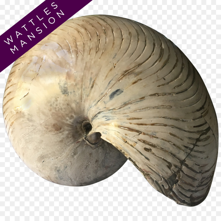 Nautilidae，Fosil PNG