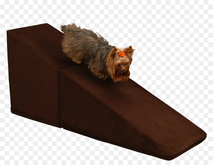 Yorkshire Terrier，Kanepe PNG