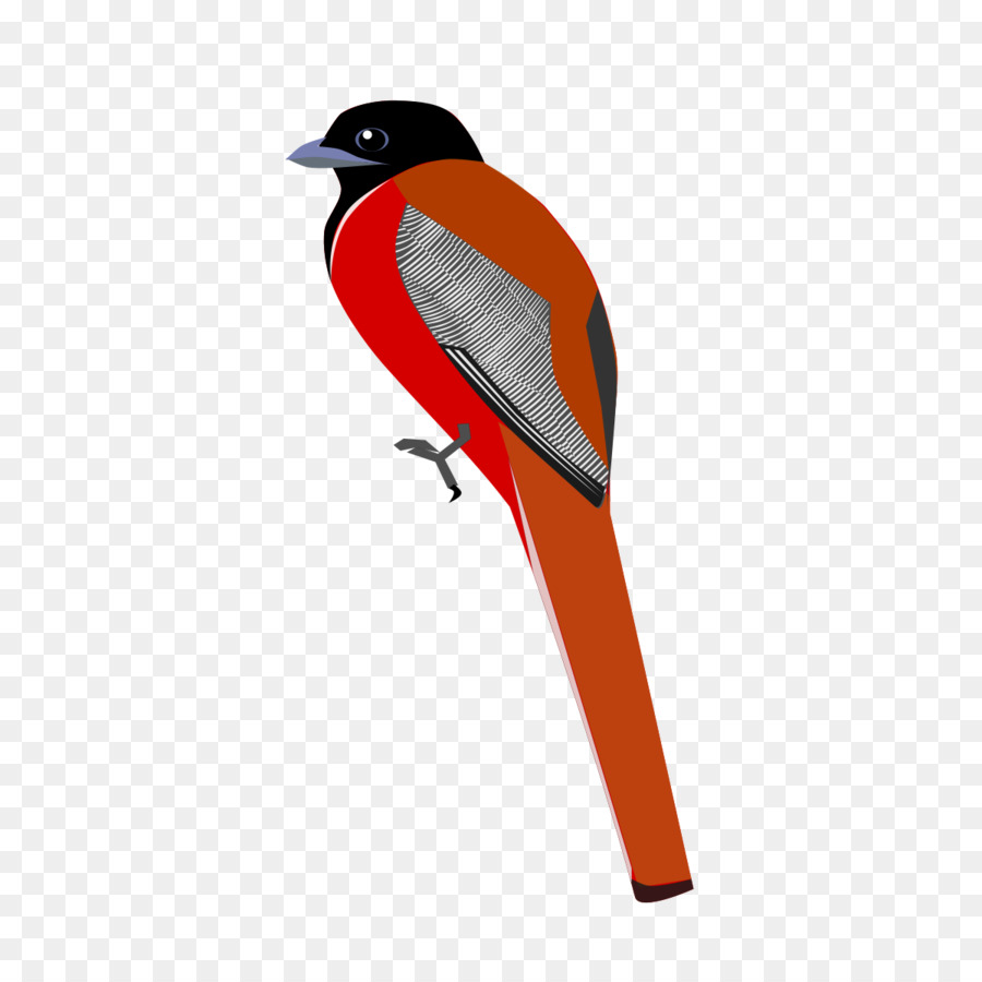 Kuş，Malabar Trogon PNG