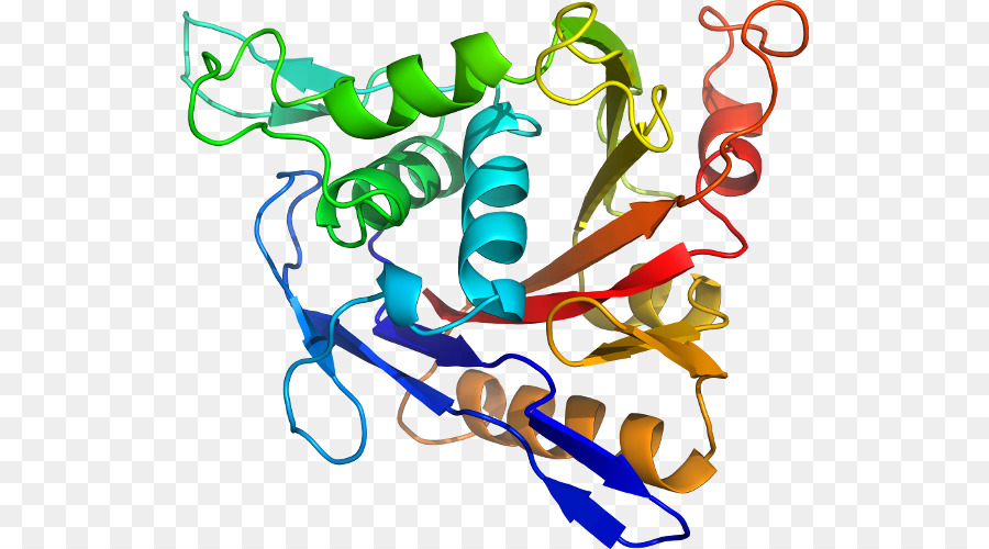 Protein Yapısı，Molekül PNG