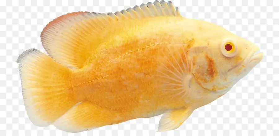 Japon Balığı，Balık PNG