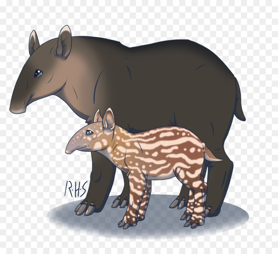 Ayı，Tapir PNG