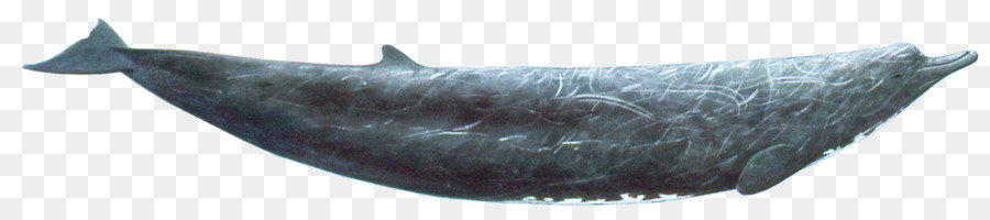 Balina，Okyanus PNG