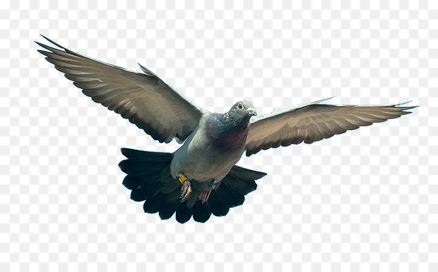 Güvercin Yuvası，Columbidae PNG