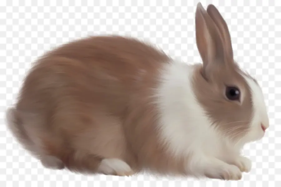 Tavşan，Paskalya Tavşanı PNG