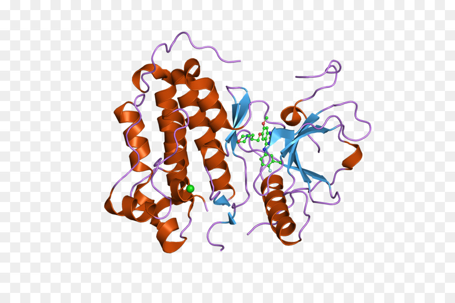 Protein Yapısı，Molekül PNG