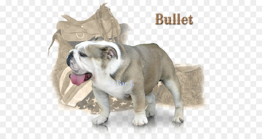 Oyuncak Bulldog，Dorset Olde Tyme Bulldogge PNG