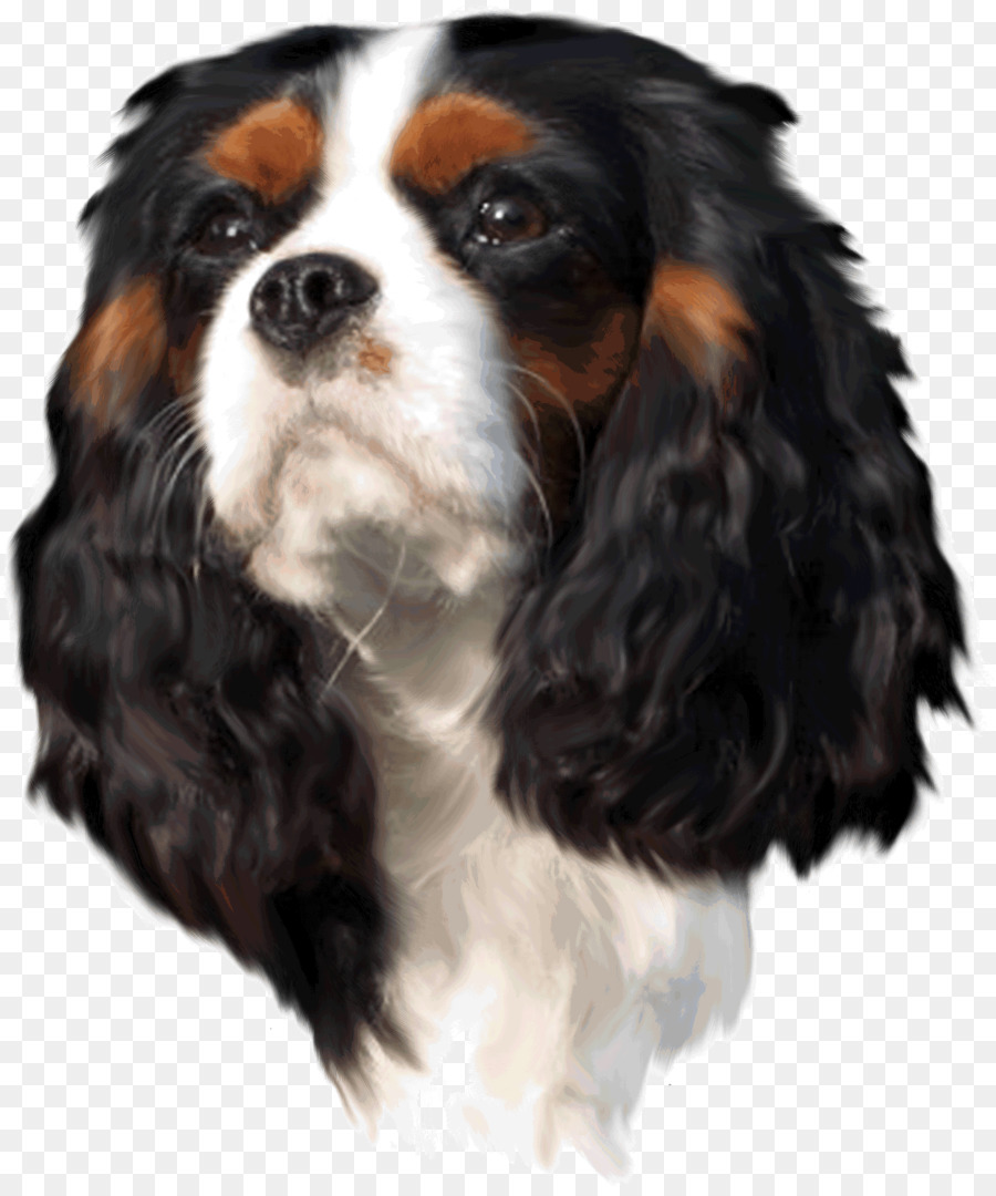 Köpek，Evcil Hayvan PNG