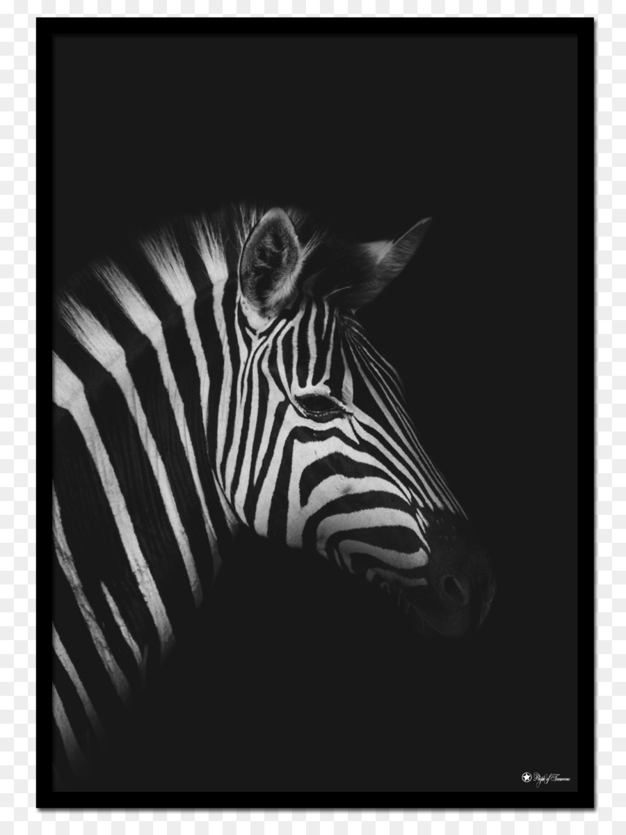 Zebra，Çizgili PNG