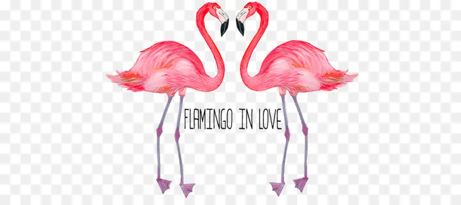 Flamingolar，Masaüstü Duvar Kağıdı PNG