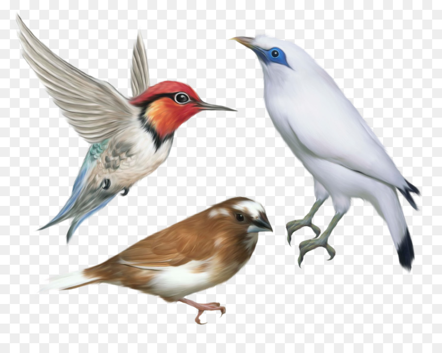 Kuş，Masaüstü Duvar Kağıdı PNG