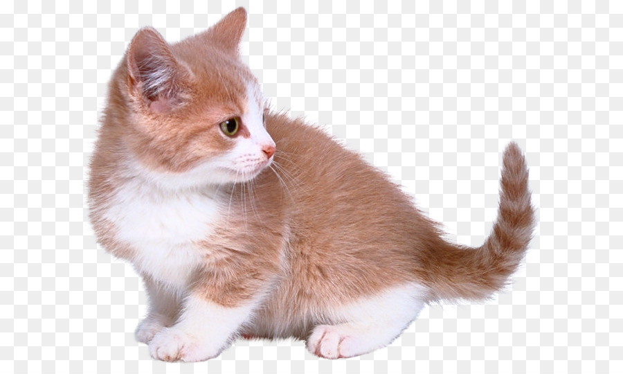 Yavru Kedi Yaka küçük resim kedi şeffaf PNG görüntüsü