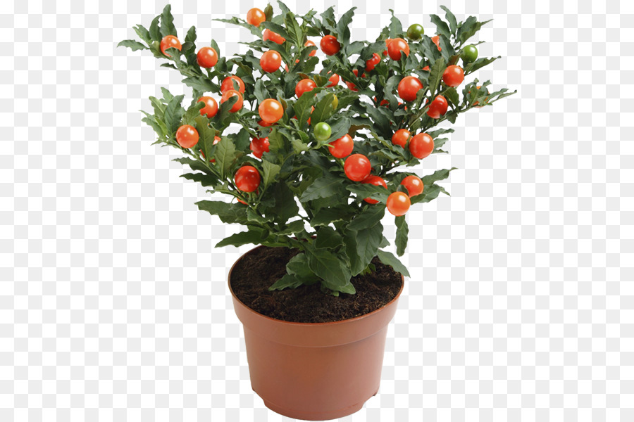 Süs bitkisi Solanum pseudocapsicum İtüzümü Çiçeği Bitki şeffaf PNG