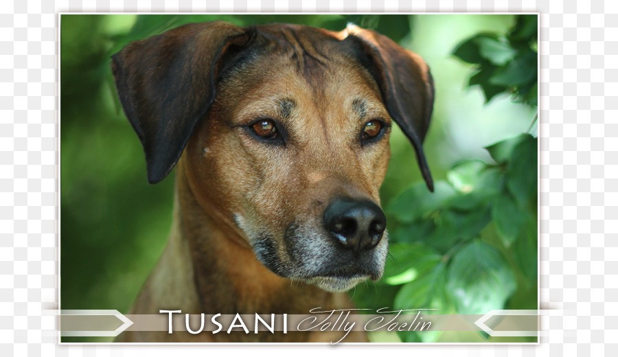 Köpek ırkı，Rhodesian Ridgeback PNG