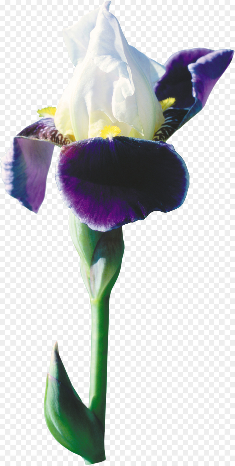 Duvar Iris，çiçek PNG