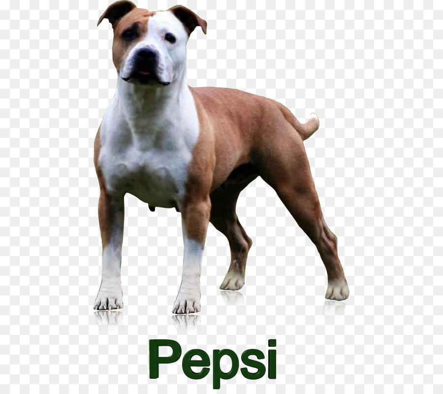 Köpek，Evcil Hayvan PNG