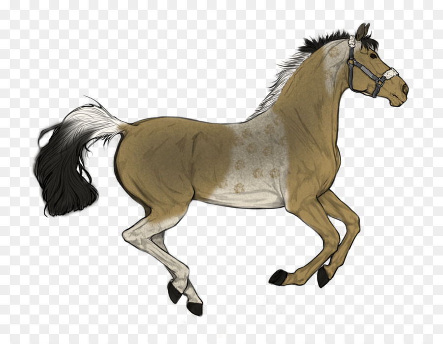 Aygır，Trakehner PNG